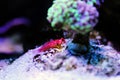 Ruby Red Dragonet - Synchiropus sycorax Royalty Free Stock Photo