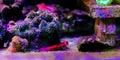 Ruby Red Dragonet - Synchiropus sycorax Royalty Free Stock Photo