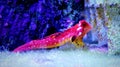 Ruby Red Dragonet - Synchiropus sycorax Royalty Free Stock Photo