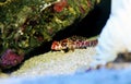 Ruby Red Dragonet - Synchiropus sycorax Royalty Free Stock Photo