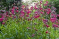 Ruby red flowers and green leaves of Penstemon `Schoenholzeri` AKA Penstemon hartwegii `Firebird`; Penstemon rupicola `Ruby` Royalty Free Stock Photo