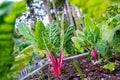 Ruby red or pink swiss chard with bright green leaves as a leafy vegetable growing in a home organic garden as a gardening hobby