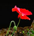 Ruby red poppy remembrance  day Royalty Free Stock Photo