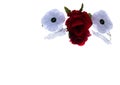 white poppy Ruby red rose remembrance  day Royalty Free Stock Photo