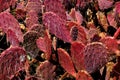 Ruby Red Prickly Pear Cactus
