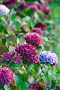 Ruby red and purple hydrangea