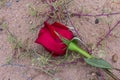 A ruby red rose in the middle of the dry desert.