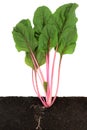 Ruby Red Swiss Chard Cross Section Growing in Soil