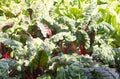 Ruby Red Swiss chard in vegetable patch