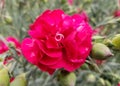 Ruby's Tuesday Dianthus, a mounding perennial flower Royalty Free Stock Photo