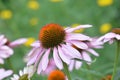 Ruby Star Purple Coneflower