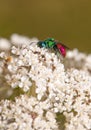 Ruby tailed chrysis wasp Royalty Free Stock Photo