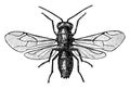 Ruby Tailed Fly, vintage illustration