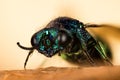 Ruby-Tailed Wasp, Ruby Tailed Wasp, Chrysididae