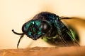 Ruby-Tailed Wasp, Ruby Tailed Wasp, Chrysididae Royalty Free Stock Photo