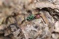 A Ruby-tailed Wasp, Chrysididae, resting on a tree trunk in woodland.