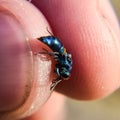 Ruby - tailed wasp