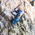 Ruby - tailed wasp