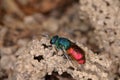 Ruby-tailed wasp (Chrysis ignita) Royalty Free Stock Photo