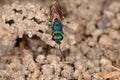 Ruby-tailed wasp (Chrysis ignita) Royalty Free Stock Photo