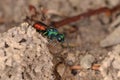 Ruby-tailed wasp (Chrysis ignita) Royalty Free Stock Photo