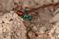 Ruby-tailed wasp (Chrysis ignita)