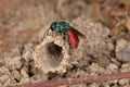 Ruby-tailed wasp (Chrysis ignita) Royalty Free Stock Photo