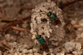 Ruby-tailed wasp (Chrysis ignita) Royalty Free Stock Photo