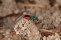 Ruby-tailed wasp (Chrysis ignita) Royalty Free Stock Photo