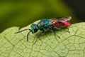 Ruby-tailed Wasp Royalty Free Stock Photo