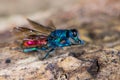 Ruby-tailed wasp (Chrysis sp.) cleaning antennae