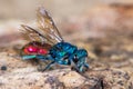 Ruby-tailed wasp (Chrysis sp.)