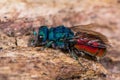 Ruby-tailed wasp (Chrysis sp.) in profile