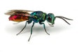 Ruby-tailed Wasp Royalty Free Stock Photo