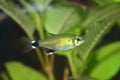 The ruby tetra Axelrodia riesei