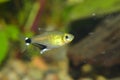 The ruby tetra Axelrodia riesei