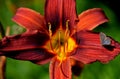 Ruby Throat Daylily