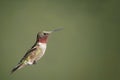 Ruby Throat-ed Humming Bird Flying towards Flower Royalty Free Stock Photo