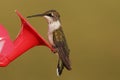 Ruby Throat Humming bird