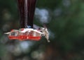 Ruby Throat Hummingbird feeds 1