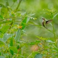 Ruby-throat Hummingbird on Jewel Weed plant
