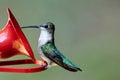 Ruby Throated female hummingbird. Royalty Free Stock Photo
