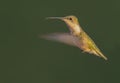 Ruby-throated Humingbird