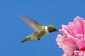 Ruby-throated Hummingbird