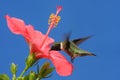 Ruby-throated Hummingbird