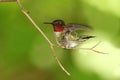 Ruby-throated Hummingbird