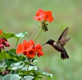 Ruby-throated Hummingbird Royalty Free Stock Photo