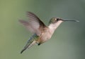 Ruby-throated Hummingbird