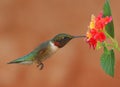 Ruby-throated Hummingbird Royalty Free Stock Photo