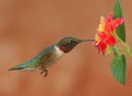 Ruby-throated Hummingbird